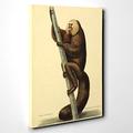 Canvas Print 20 x 14 Inch (50 x 35 cm) Vintage Edwards, S.T. Fox-Tailed Monkey - Canvas Wall Art Picture Ready to Hang