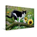 Calvendo Premium Textil-Leinwand 45 cm x 30 cm Quer, Schwarz-weiße Katze mit Sonnenblumen | Wandbild, Bild auf Keilrahmen, Fertigbild auf Echter Leinwand. Garten mit Sonnenblumen Tiere Tiere