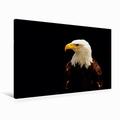 Calvendo Premium Textil-Leinwand 90 cm x 60 cm Quer Weißkopfseeadler | Wandbild, Bild auf Keilrahmen, Fertigbild auf Echter Leinwand, Leinwanddruck