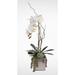 Mercer41 Orchid w/ Succulents Floral Arrangements & Centerpieces in Pot Plastic | 22 H x 12 W x 6 D in | Wayfair 652BBA34A0AB4FEFAADB862790AAD830