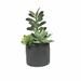 Union Rustic Succulent in Pot Plastic | 9 H x 5.25 W x 6.5 D in | Wayfair 9276E0AC13DE4E9CB93FEA8342ED3730