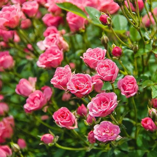 Mini-Rose Lilly Rose™ WONDER5, im ca. 12 cm-Topf
