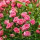 Mini-Rose Lilly Rose™ WONDER5, im ca. 12 cm-Topf