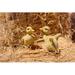 Hi-Line Gift Ltd. Duckling 2 Piece Statue Set in Yellow | 4.53 H x 2.83 W x 2.95 D in | Wayfair 87697-B